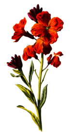 复古花朵植物图案