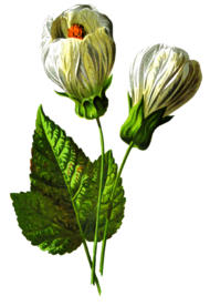 复古花朵植物图案