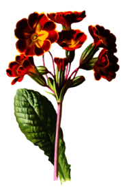 复古花朵植物图案