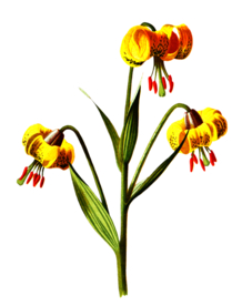 复古花朵植物图案