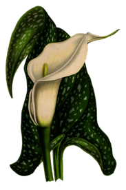 复古花朵植物图案