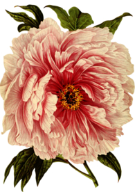 复古花朵植物图案