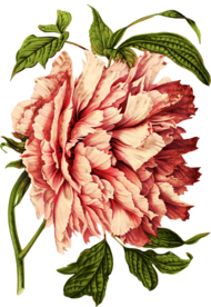 复古花朵植物图案