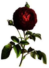 复古花朵植物图案