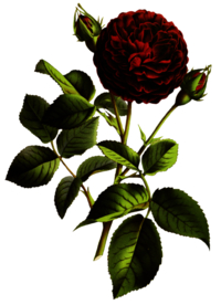 复古花朵植物图案