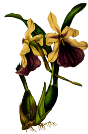 复古花朵植物图案