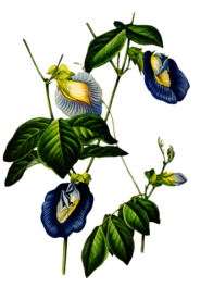 复古花朵植物图案