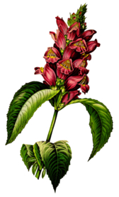 复古花朵植物图案