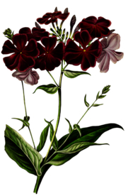 复古花朵植物图案