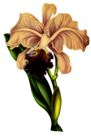 复古花朵植物图案