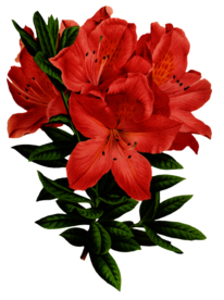 复古花朵植物图案