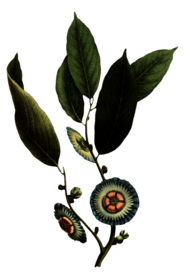 复古花朵植物图案