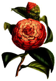 复古花朵植物图案