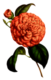 复古花朵植物图案