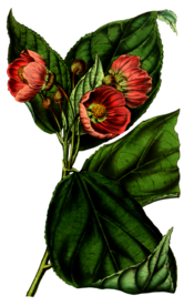 复古花朵植物图案