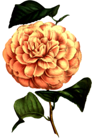 复古花朵植物图案