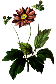 复古花朵植物图案