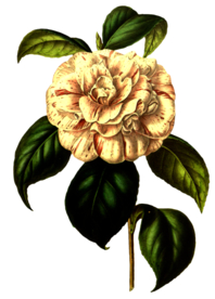 复古花朵植物图案