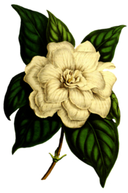 复古花朵植物图案