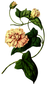 复古花朵植物图案