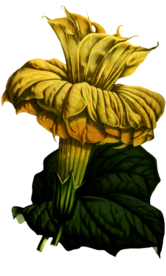 复古花朵植物图案