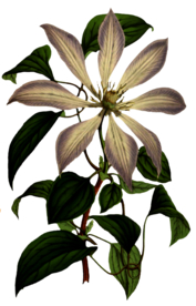 复古花朵植物图案