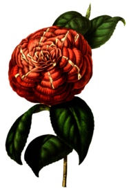 复古花朵植物图案