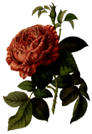 复古花朵植物图案