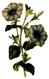 复古花朵植物图案