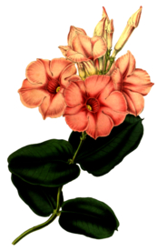 复古花朵植物图案