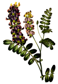 复古花朵植物图案