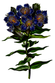 复古花朵植物图案