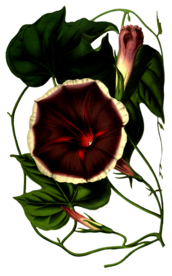 复古花朵植物图案