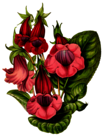 复古花朵植物图案