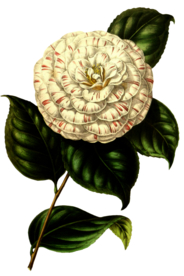 复古花朵植物图案