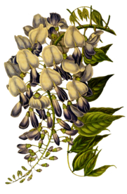 复古花朵植物图案