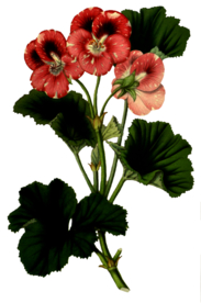 复古花朵植物图案