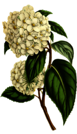 复古花朵植物图案