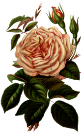 复古花朵植物图案