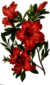 复古花朵植物图案