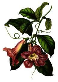 复古花朵植物图案