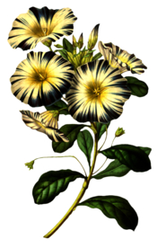 复古花朵植物图案