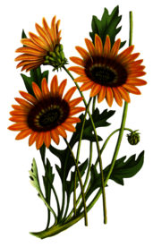 复古花朵植物图案