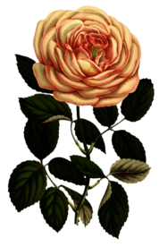 复古花朵植物图案