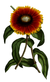 复古花朵植物图案