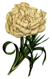 复古花朵植物图案