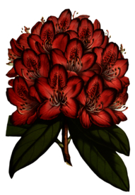 复古花朵植物图案