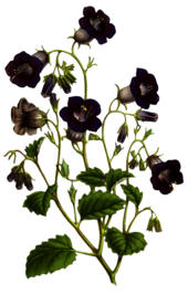 复古花朵植物图案