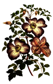 复古花朵植物图案