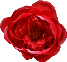 复古花朵植物图案